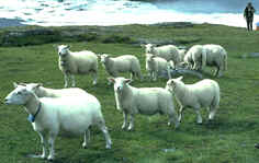 Pecore